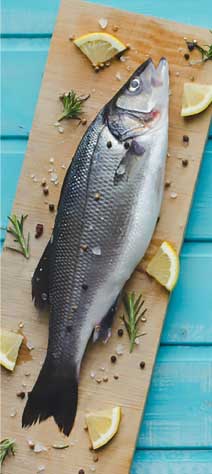 Brackish Water Fish