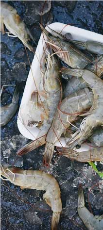 Shrimp