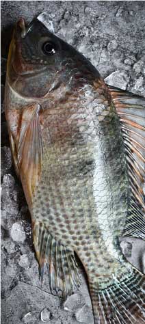 Fresh Water Fish